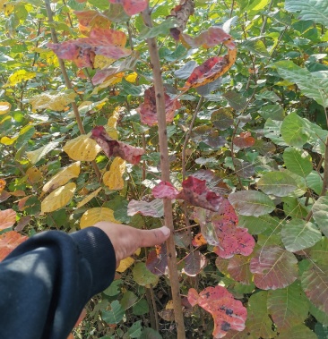 黄栌苗 当年苗 黄栌小苗 丛生黄栌 裸根黄栌 黄栌