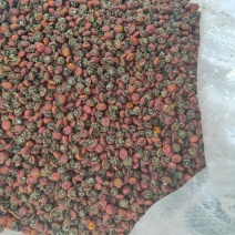 新疆达坂城胎菊颗粒大无化肥无农药量大从优