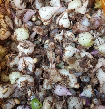 云南十万大山正品冰球子