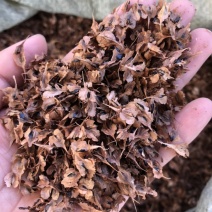 虎仗种子中药虎仗虎仗药材种子药用虎仗种子