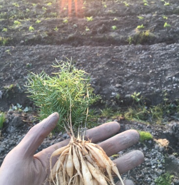 天冬苗天冬种苗天门冬种苗大天冬种苗