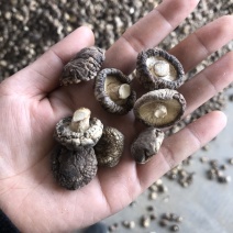 【有好货】小香菇干货冬菇蘑菇干香菇种植基地一手货源批发