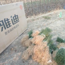 臭杞苗子又称铁篱笆积克苗，货原充足，保质保量。