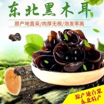 正宗东北特产黑木耳可发全国纯正黑木耳干货