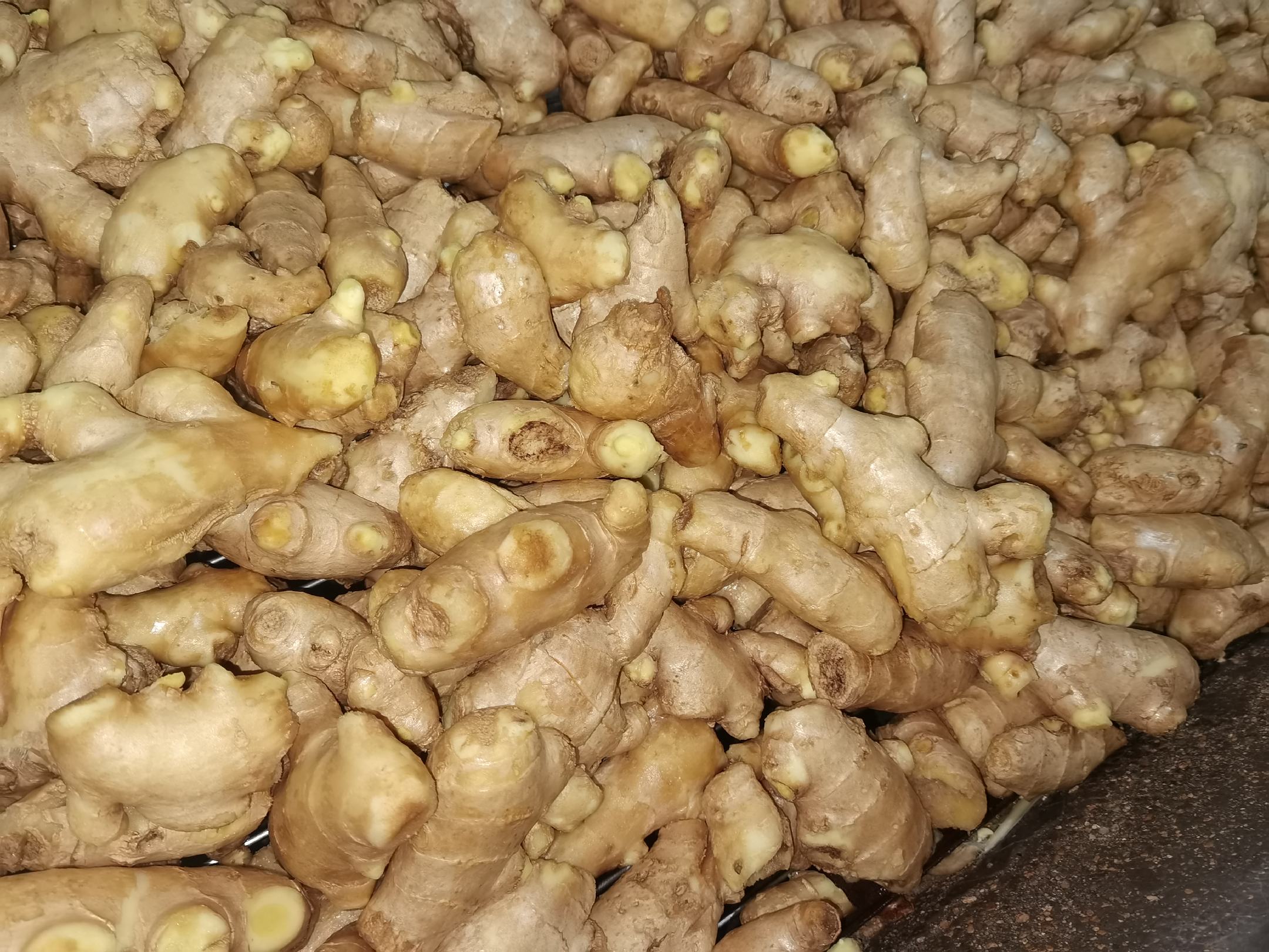 姜母与老姜横切面显微结构对比