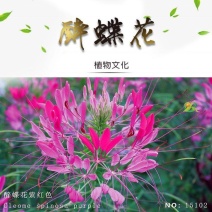 醉蝶花种子花种籽子四季易活混色多年生花卉种子盆栽花籽蝴蝶