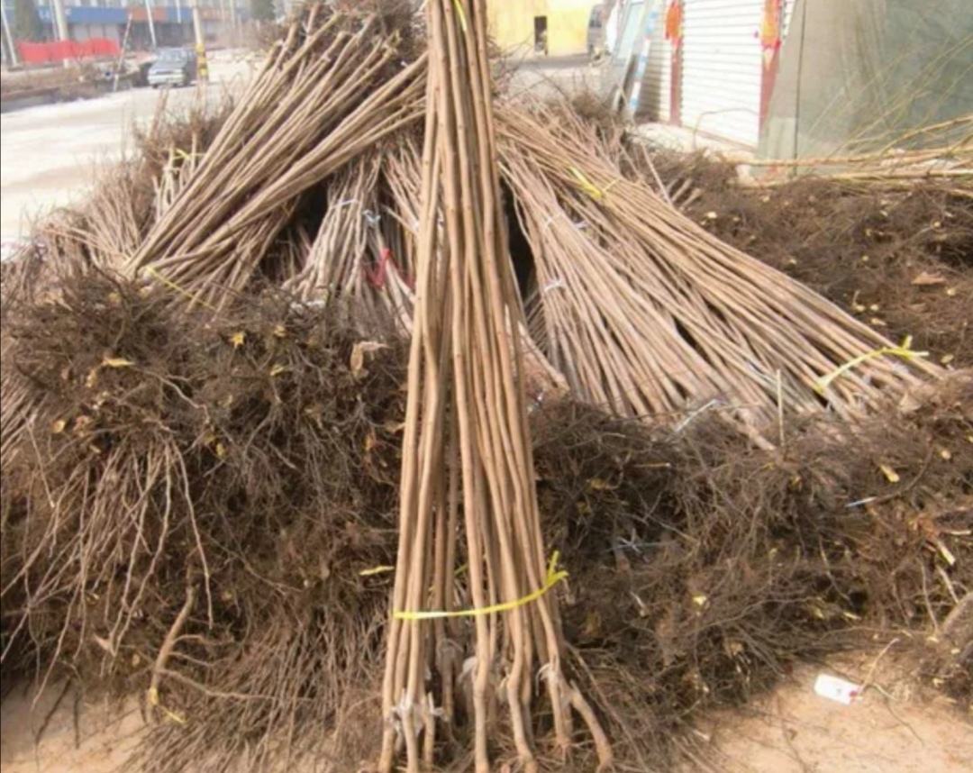 一株完整的胡萝卜植株,地上部分为羽状复叶,地下部分为主根膨大形成的肉质根,主根粗壮明显,周围有少量侧根分布,清晰展示直根系结构特征 胡萝卜植株整体结构示意图