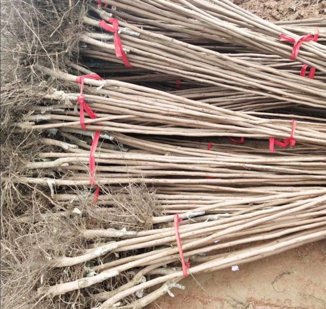 柿子树喷药防治操作现场