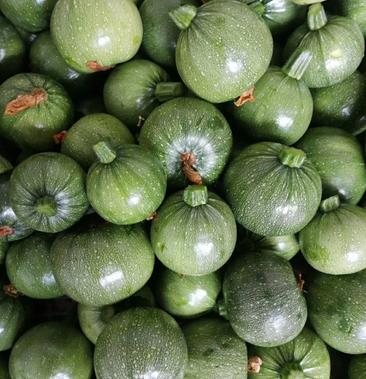 小圆瓜大量上市质量优越品质保障新品种小圆瓜