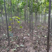楸树大量供应欢迎老板骚扰质量好价格优