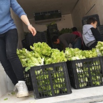 河南基地精品儿菜整车出货