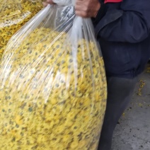 桂圆菊科学与技术产品质量