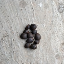干油茶籽，精品小籽出售。