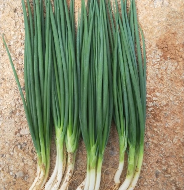 云南 红河 泸西 小葱 黑葱 细管货产地直供长年有货