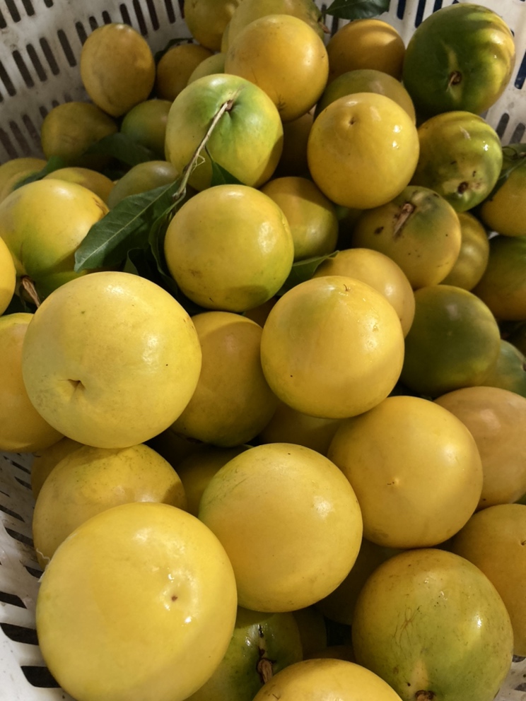 [牛奶果批发]黄晶果(雅美果)抢鲜上市,空运一件代发!价格115.