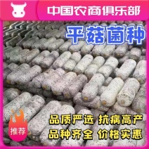 河北平菇菌种邯郸平菇栽培种蘑菇食用菌