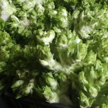 整颗精品儿菜儿肥优质