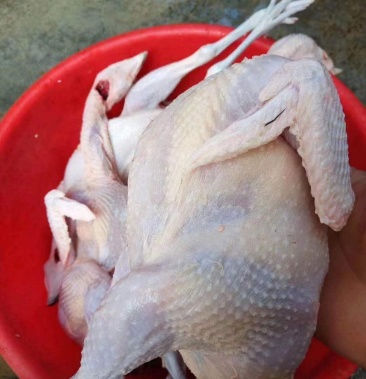 农家散养老母鸡新鲜宰杀的白条鸡