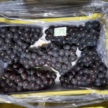 辽宁北镇巨峰葡萄产地直供鲜储冷藏葡萄