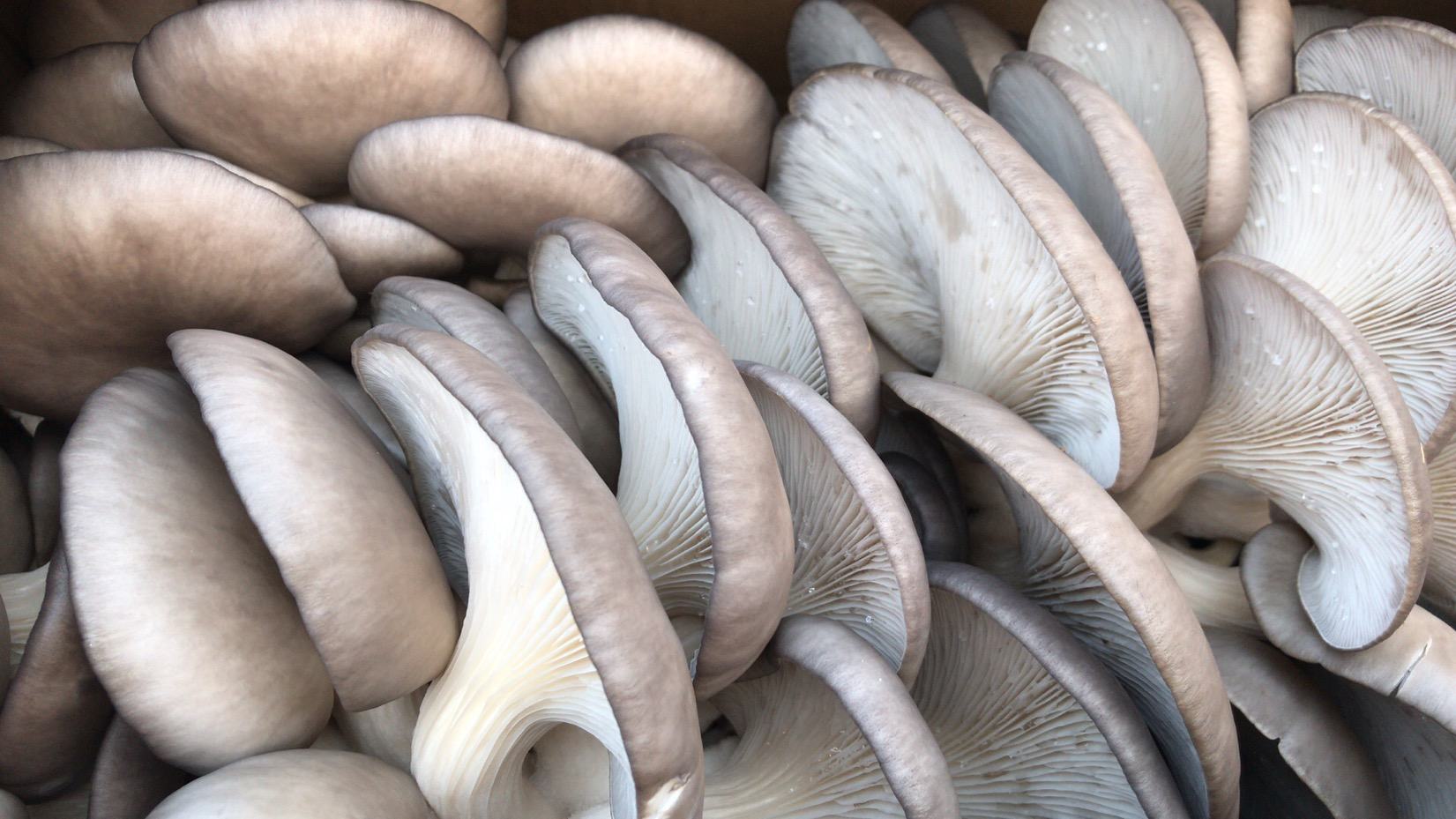 秀珍菇与普通平菇对比图