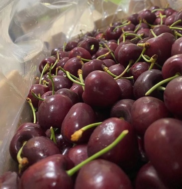 【直供包机】智利空运鸟牌车厘子santina jd10斤