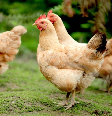 自家放养式土母鸡,有需要的顾客请联系我