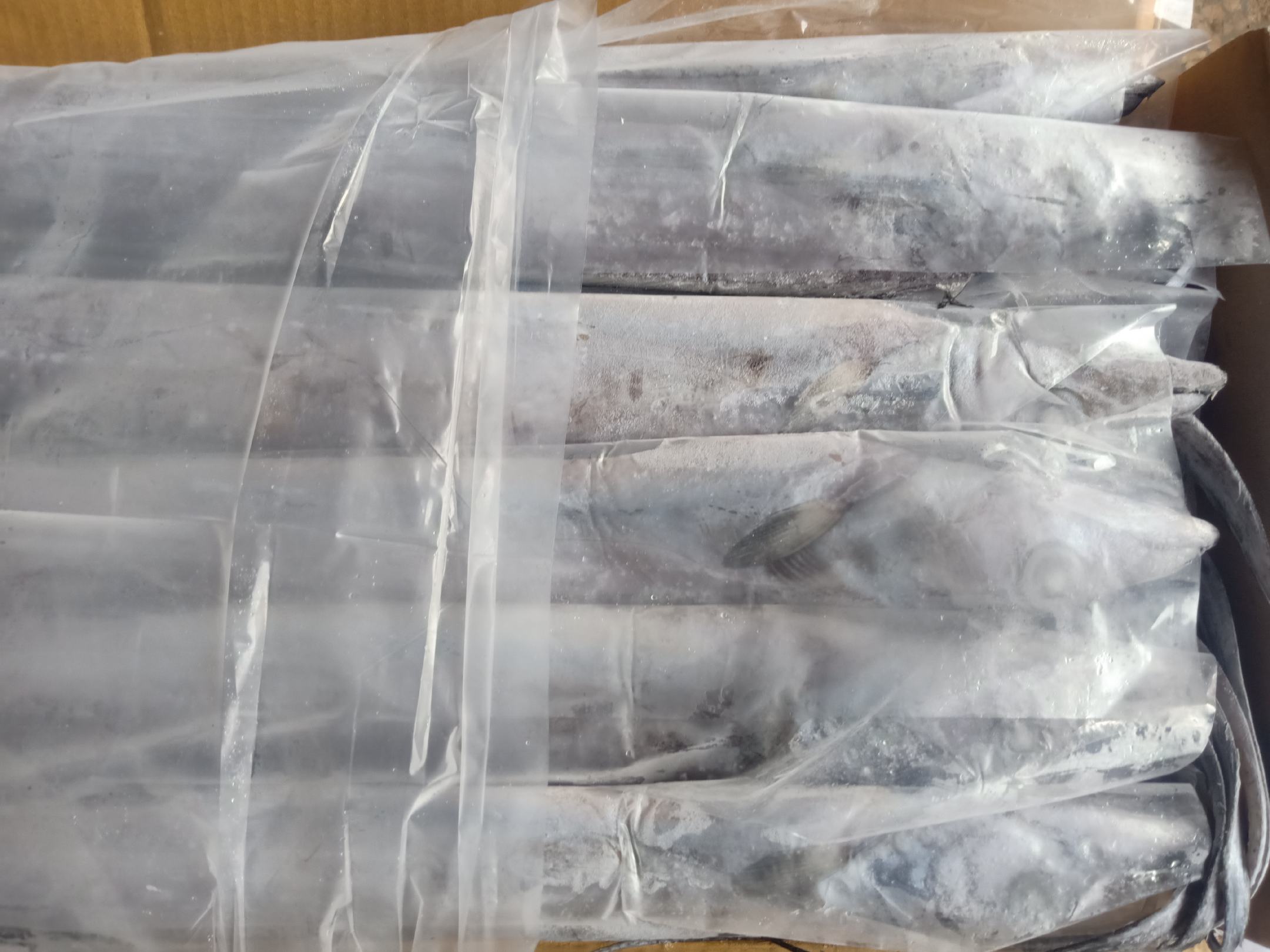 一家超市的冷冻水产货架上,透明包装的带鱼整齐排列,每条带鱼呈银白色条状,标签注明产地、重量和生产日期,冷柜温度显示在-18℃左右,体现规范储存环境 超市冷柜中整齐摆放的冷冻带鱼产品
