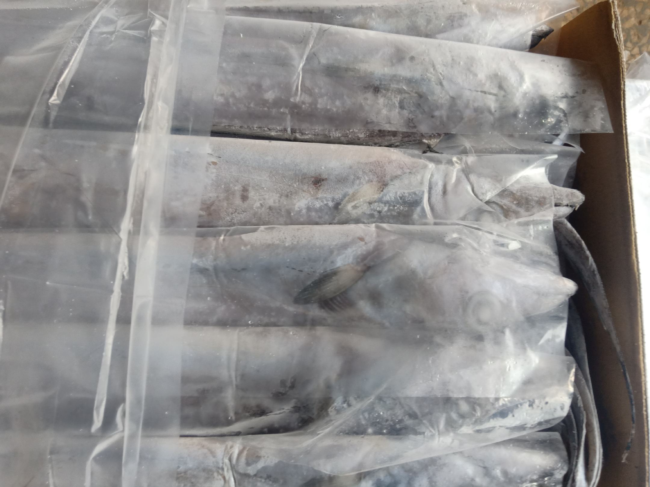 展示新鲜带鱼与冷冻带鱼的对比图,以及挑选要点说明 带鱼挑选示意图