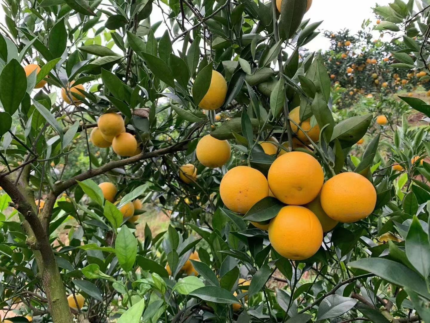 湖南麻阳冰糖橙良种繁育基地：三行不同品种对比种植，标牌注明品种名称、成熟期、糖度指标