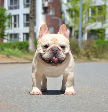 自家繁殖法牛幼犬可全国发货包活包健康