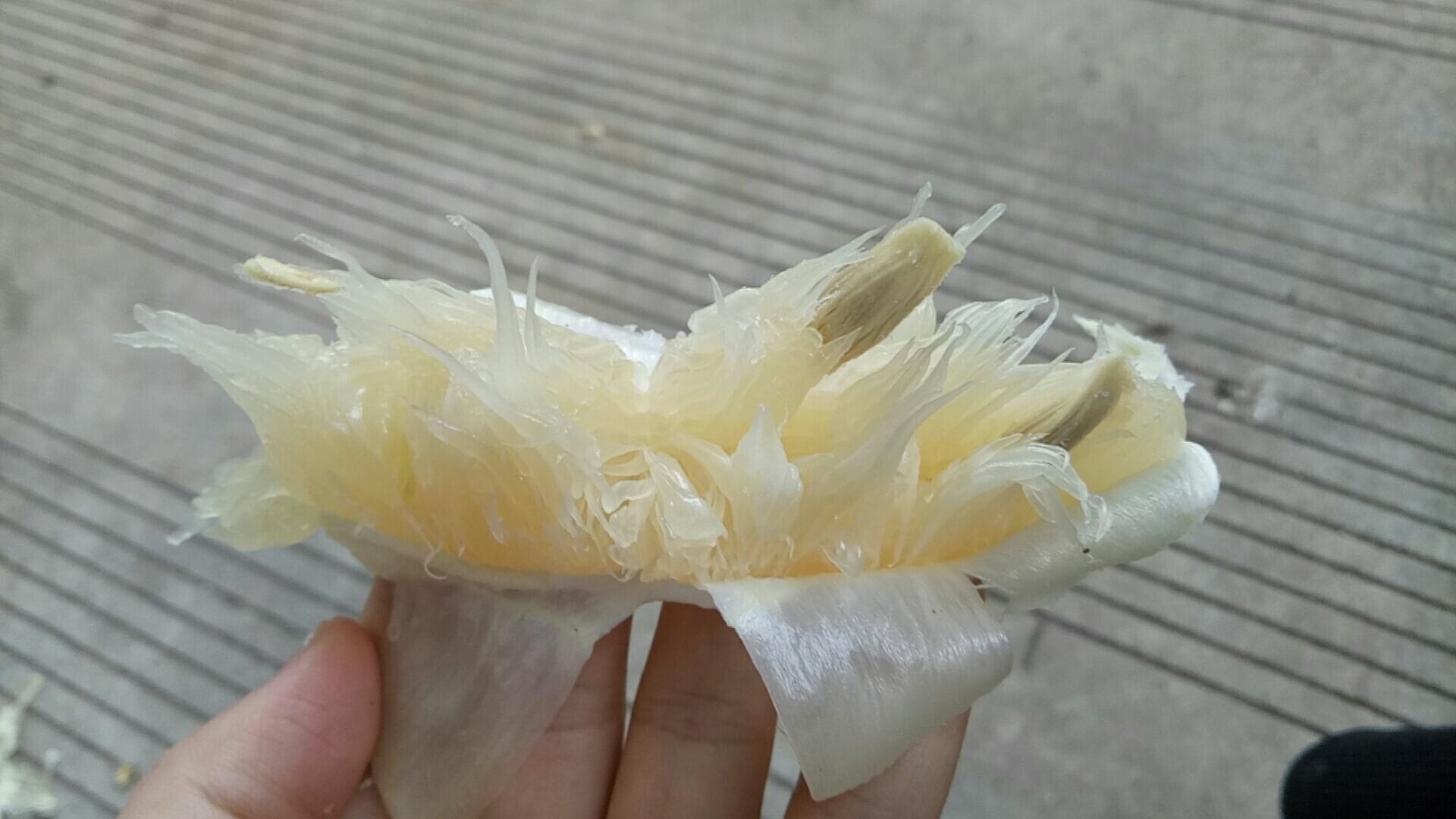 高清镜头下的沙田柚果肉,晶莹剔透,水分充足 沙田柚果肉特写