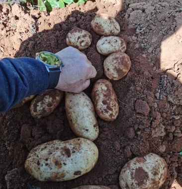 云南陆良县现挖丽薯六号