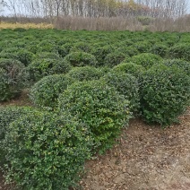 江苏小叶女贞球精品球工程绿化庭院景观点缀金冠女贞亮晶晶