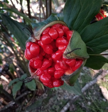 南重楼种子(每粒种子人民币0.5元)