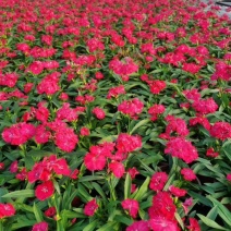 常夏石竹/时今草花/基地直销/保质保量/