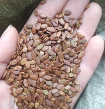 合欢种子绒花树种子新货无虫眼出芽率高产地直销