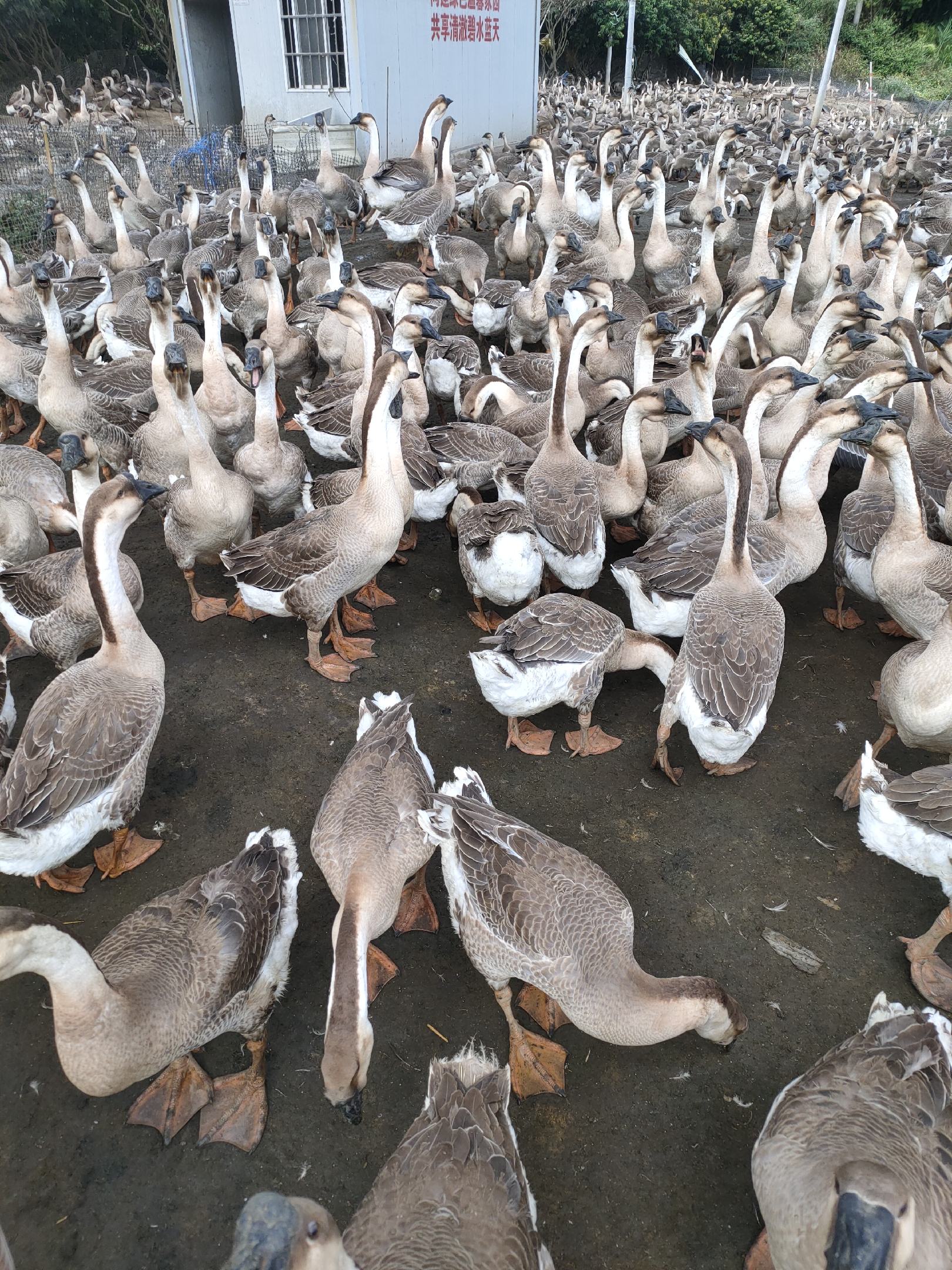 正宗阳江大白沙肉鹅,70天均重15斤左右