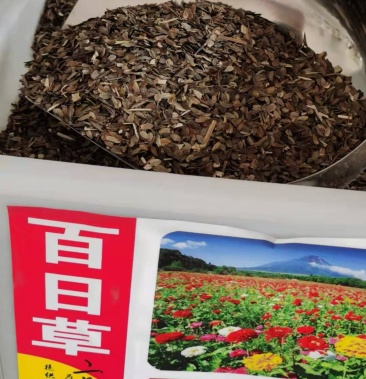 [百日草种子批发]百日草种子花种子菊花籽四季开花室外盆栽室美花卉易