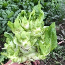本地精品儿菜大量上市