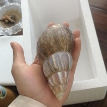 宠物蜗牛，特种蜗牛王，白玉蜗牛宠物