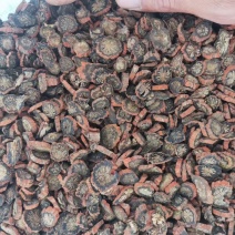 【产地直销】安徽亳州菊花茶一手货源量大从优