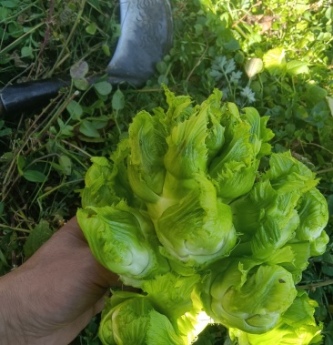 贵州.四川 特早熟精品儿菜大量上市,欢迎与我联系