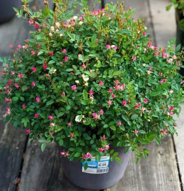 超微小月季迷你小花小型欧月灌木多头阳台四季开花月季花苗带