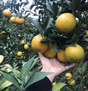 广西崇左红江橙口感ok