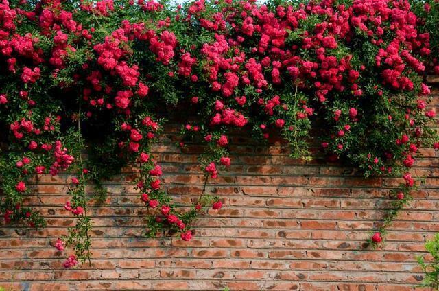 藤本月季盛开的粉红色花朵覆盖整个墙面