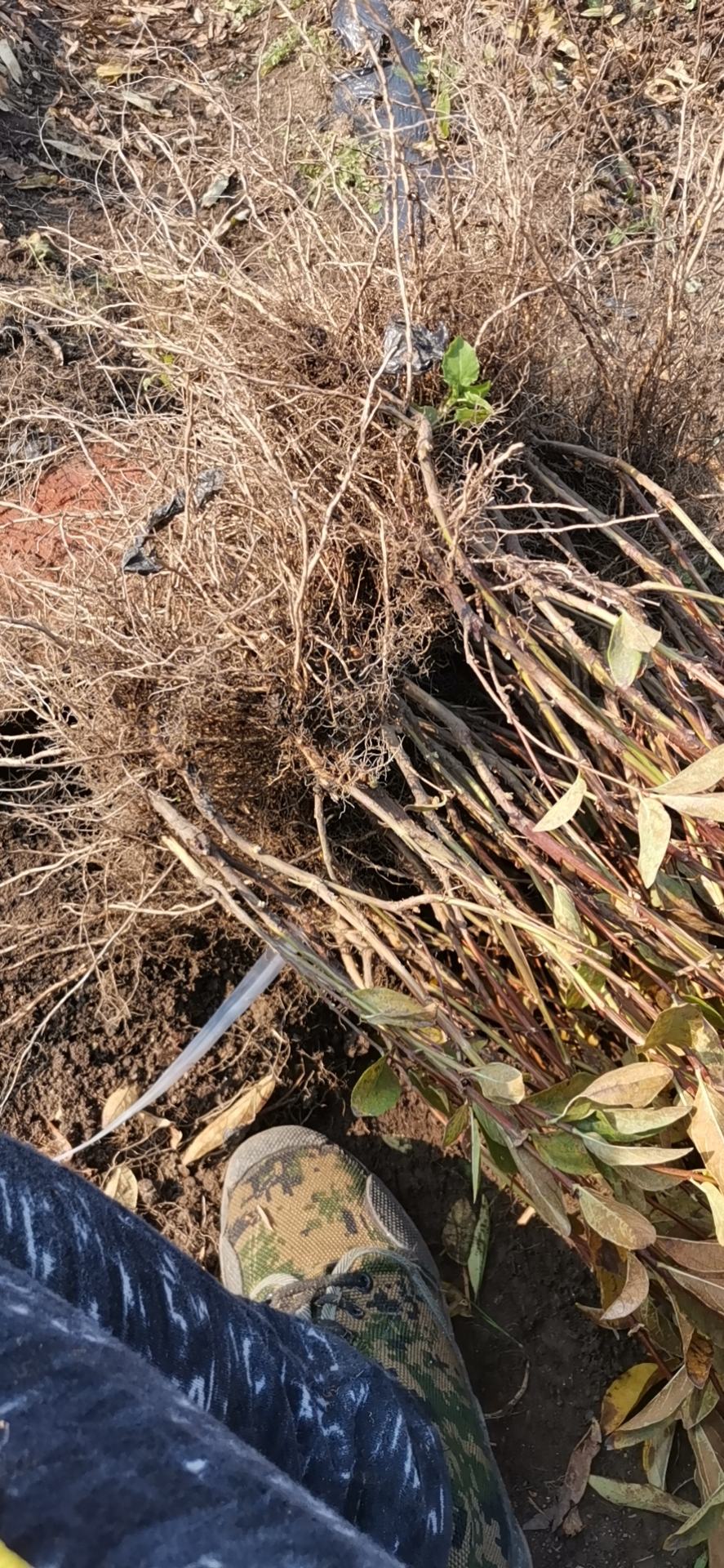 [蓝靛果树苗批发]蓝靛果苗大果蓝靛果苗蓝靛果种苗蓝靛果大果型价格2.