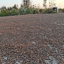 优质油茶籽，太阳晒干，可以直接榨油