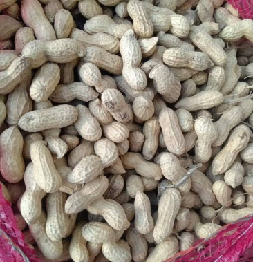 鲁花十一花生沙土地种植皮薄果饱满