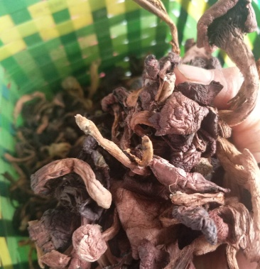 野生鸡血蘑俗名红松伞大山里的鸡血菇