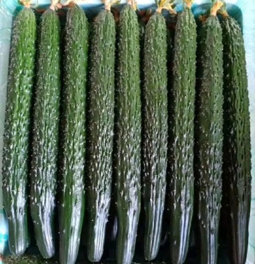 河北邯郸馆陶县黄瓜小镇直供蜜刺黄瓜